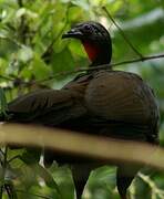 Cauca Guan