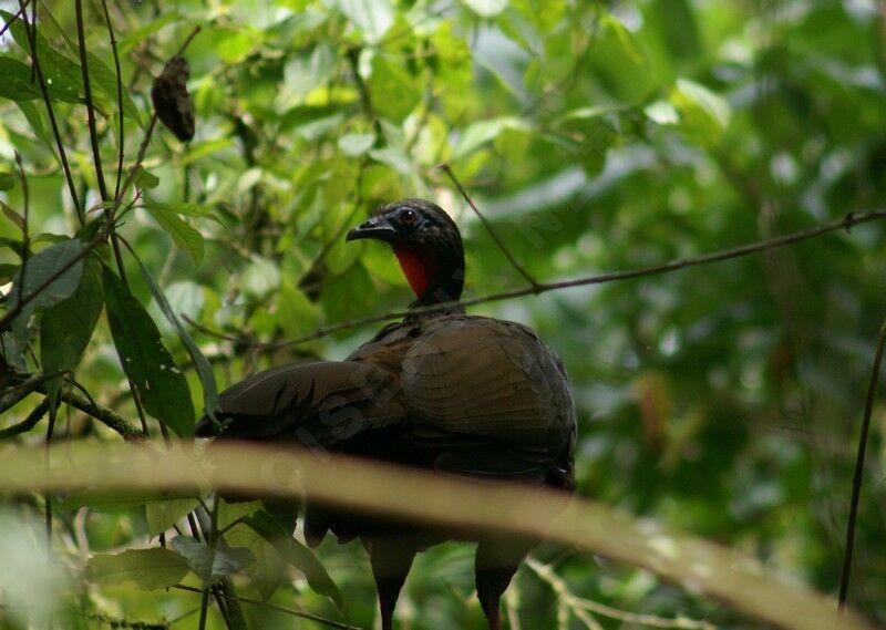 Pénélope du Cauca adulte