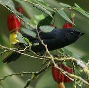 White-sided Flowerpiercer