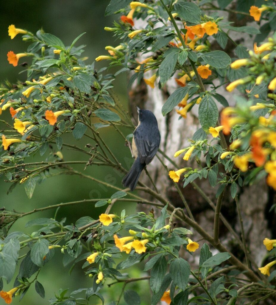 Rusty Flowerpiercer