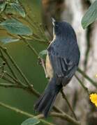 Rusty Flowerpiercer