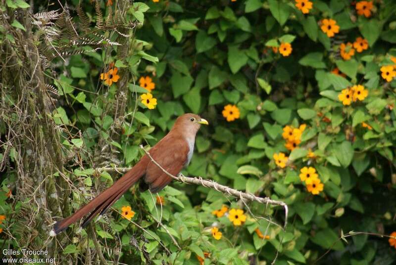 Squirrel Cuckooadult, habitat