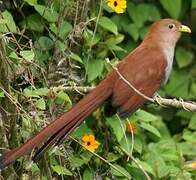 Squirrel Cuckoo