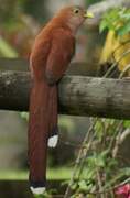 Squirrel Cuckoo