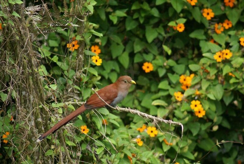 Squirrel Cuckoo