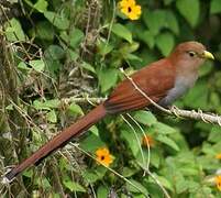 Squirrel Cuckoo