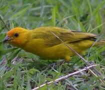 Saffron Finch