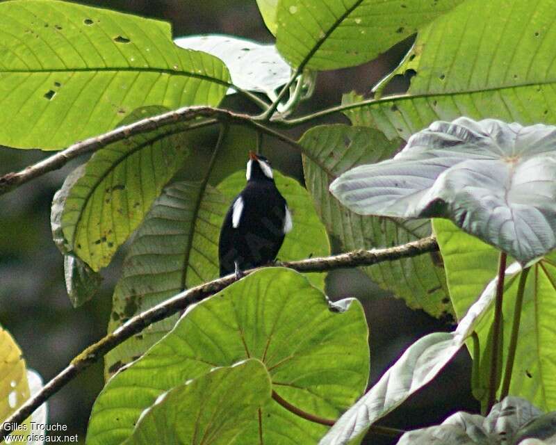 Solitaire noir mâle adulte, identification