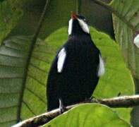 Black Solitaire