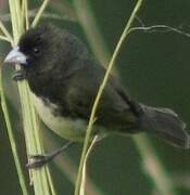 Yellow-bellied Seedeater