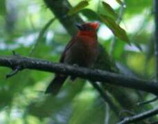 Crested Ant Tanager