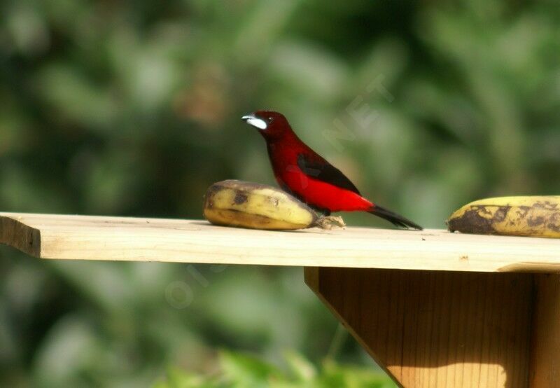 Tangara à dos rouge mâle adulte