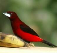 Crimson-backed Tanager