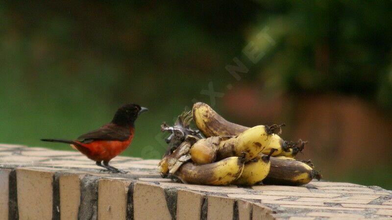 Tangara à dos rouge femelle