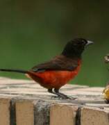 Crimson-backed Tanager