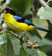 Blue-winged Mountain Tanager