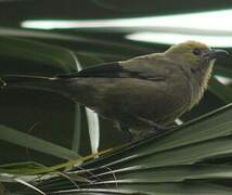 Palm Tanager