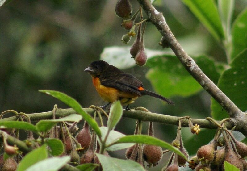 Flame-rumped Tanager female adult