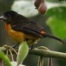 Tangara flamboyant