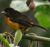 Flame-rumped Tanager