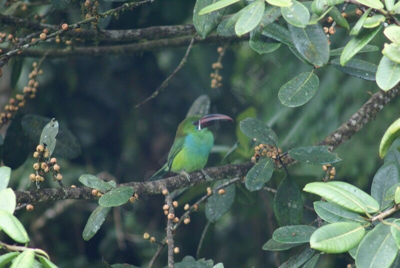 Crimson-rumped Toucanetadult, feeding habits