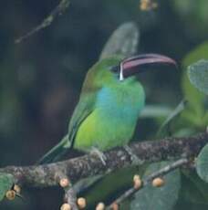 Toucanet à croupion rouge