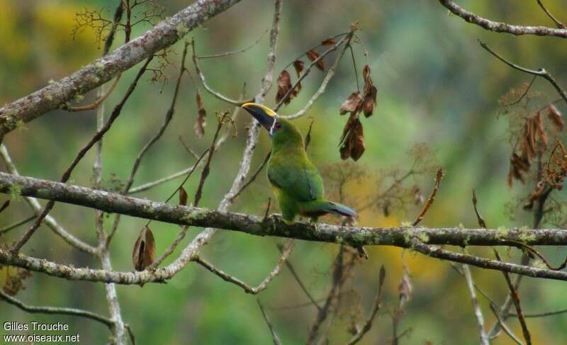 Toucanet à gorge blanche adulte, habitat, pigmentation