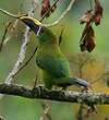 Toucanet des Andes