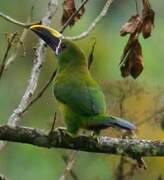 Toucanet des Andes