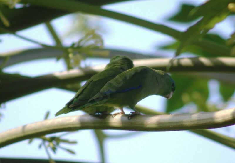 Spectacled Parrotlet adult