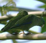 Spectacled Parrotlet