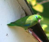 Spectacled Parrotlet