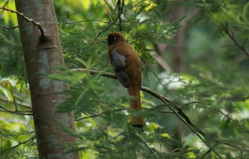 Trogon masqué femelle adulte