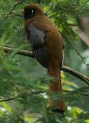 Trogon masqué