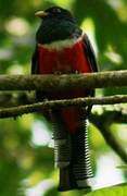 Collared Trogon