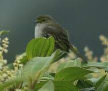 Peruvian Tyrannulet