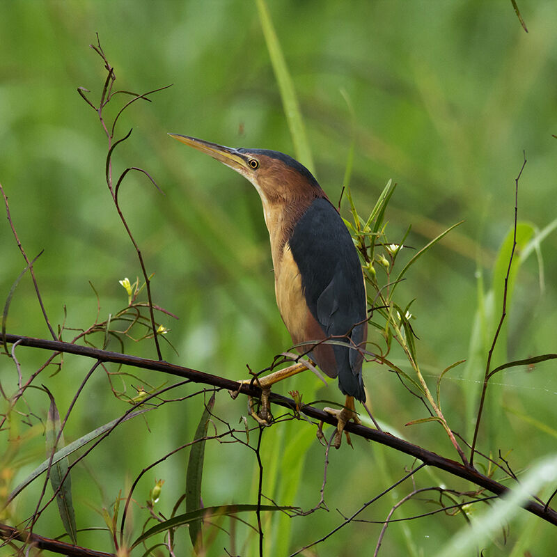 Least Bittern