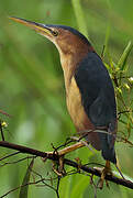 Least Bittern