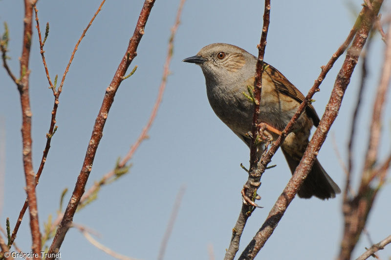 Dunnock