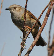 Dunnock