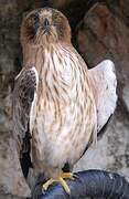 Booted Eagle