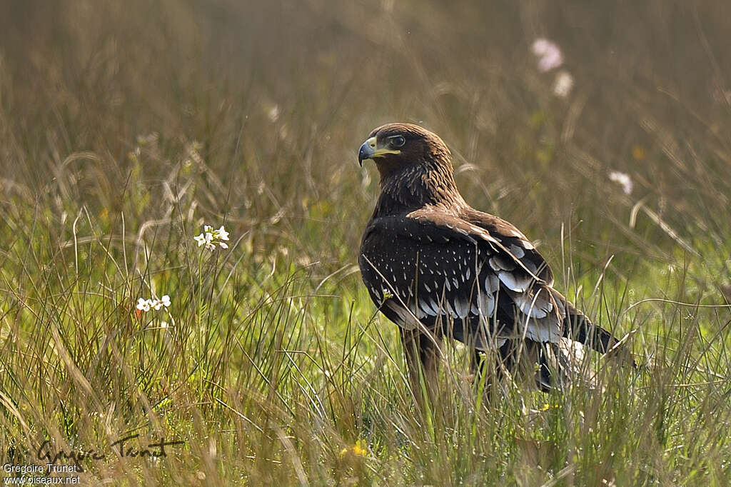 Aigle criard2ème année, identification