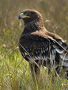 Greater Spotted Eagle