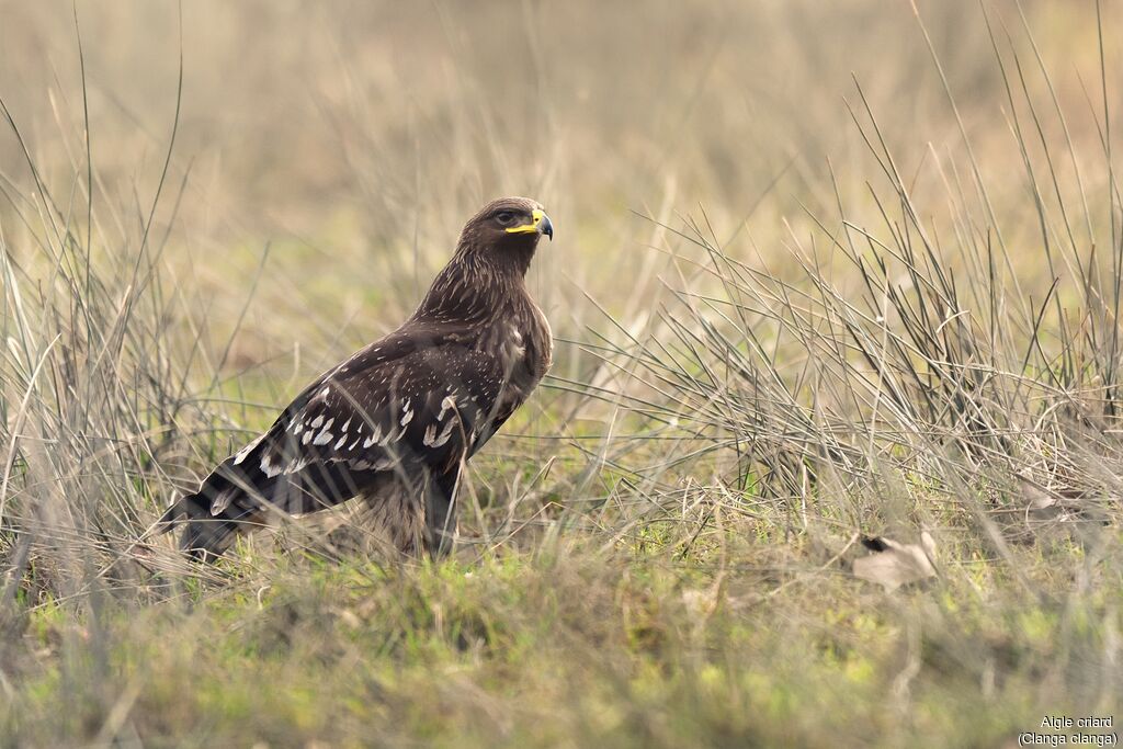 Aigle criard3ème année, identification