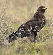 Greater Spotted Eagle