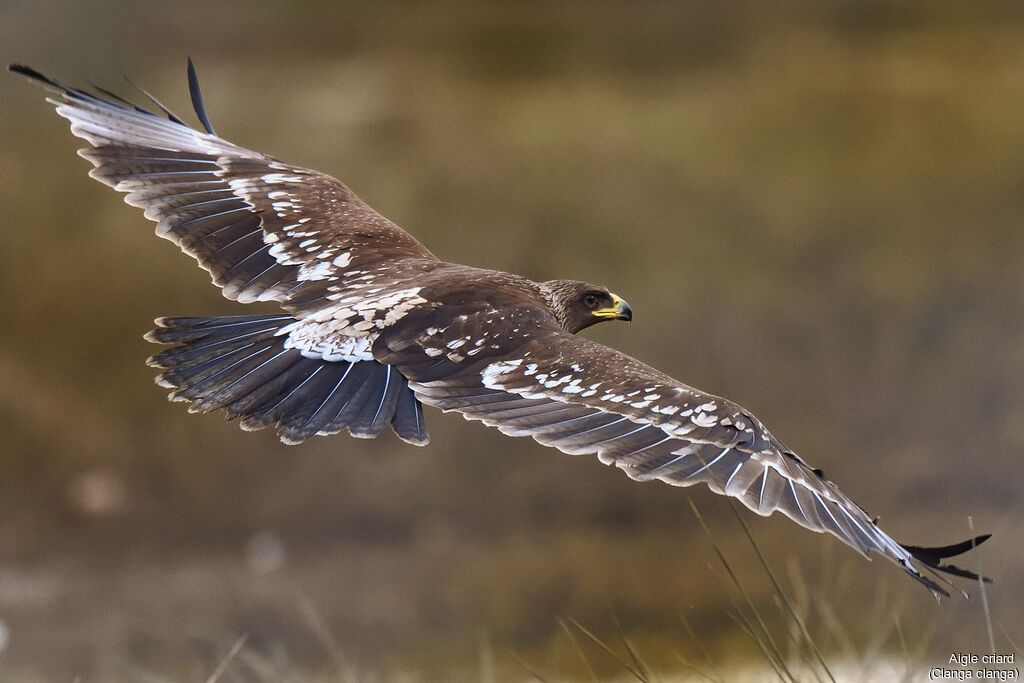 Aigle criardimmature, identification