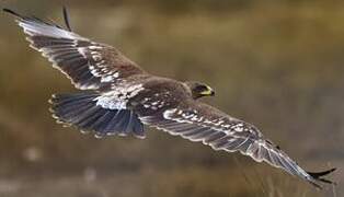 Greater Spotted Eagle