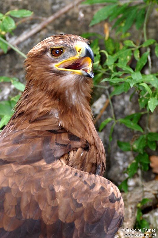 Aigle ravisseur