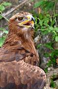 Tawny Eagle