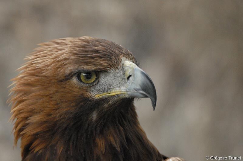 Aigle royal, portrait